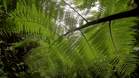 moving underneath a fern brach