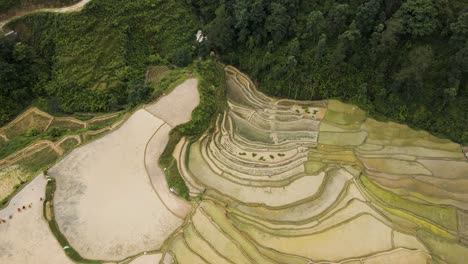 aerial view of lush green rice terraces and forests