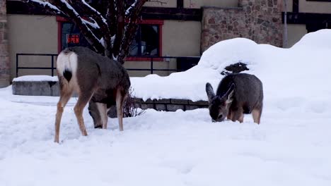 Hirsche-Fressen-Im-Tiefschnee-Aus-Nächster-Nähe