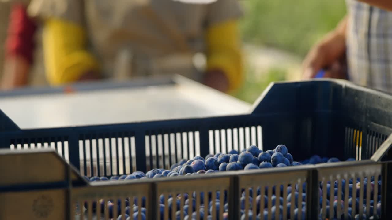 Worker putting blueberries in crate 4k