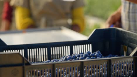 Worker-putting-blueberries-in-crate-4k