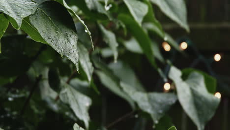 slow motion shot of rain falling on leaves with lights in the background