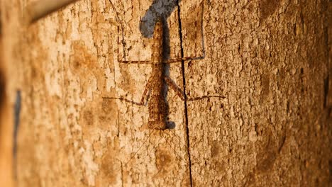 praying mantis camouflaged on tree bark