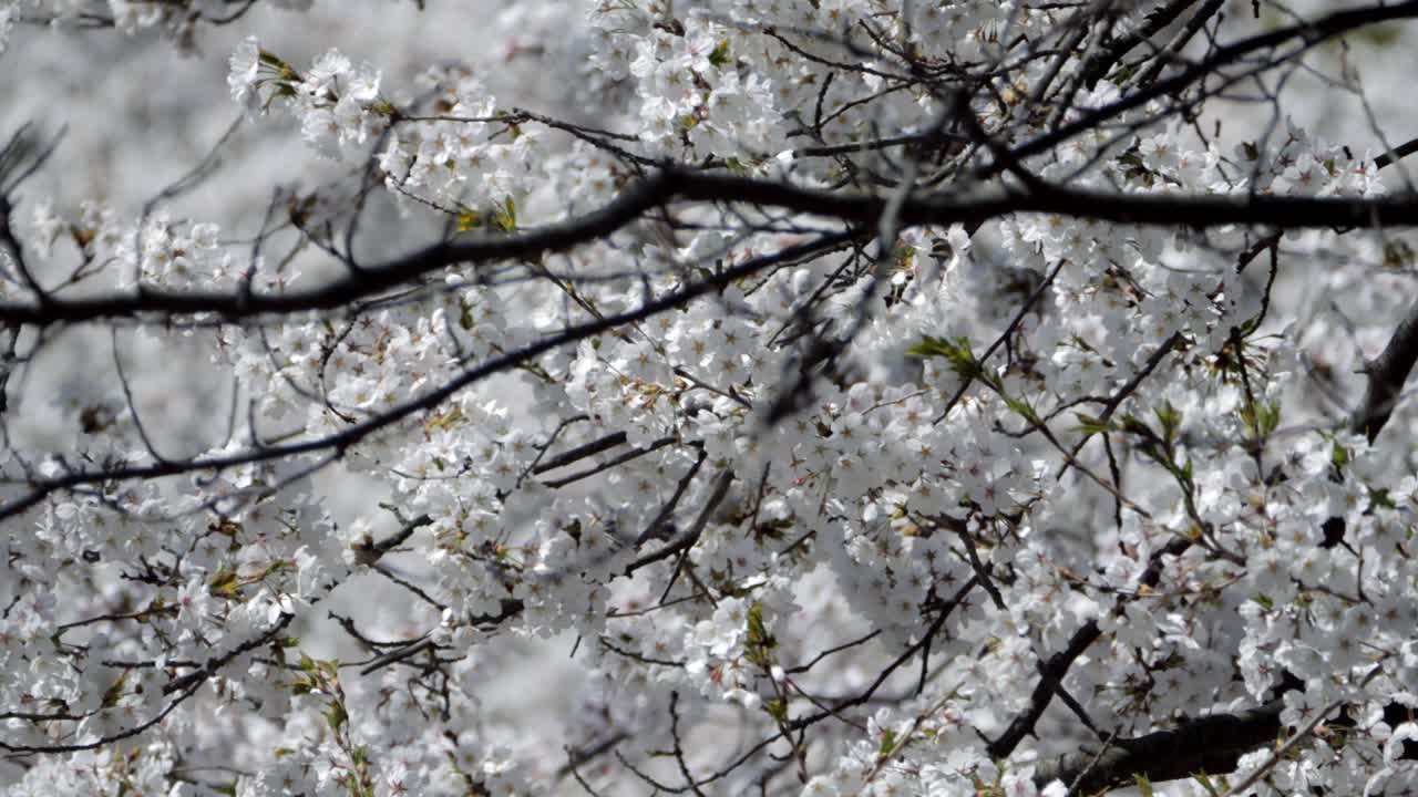 2018년 꽃이 피고 있는 꽃입니다.