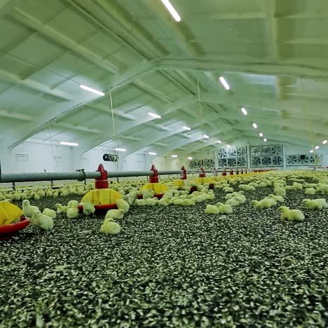 hatched chicks on farm