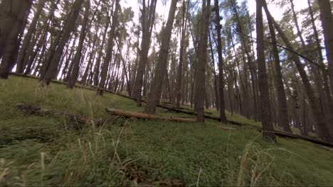 slow and low fly through a forest on a hill