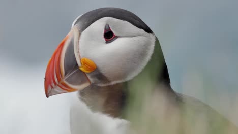 puffin in iceland opening its beak and looking at the sky with curiosity