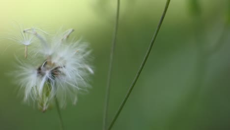 wild white flowers moving in the wind