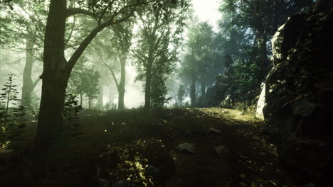 misty forest path bathed in soft sunlight through the trees