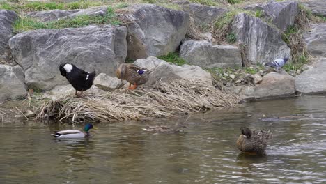 group of mallard ducks preening and swimming in yangjaecheon stream in seoul, south korea - high angle, wide shot