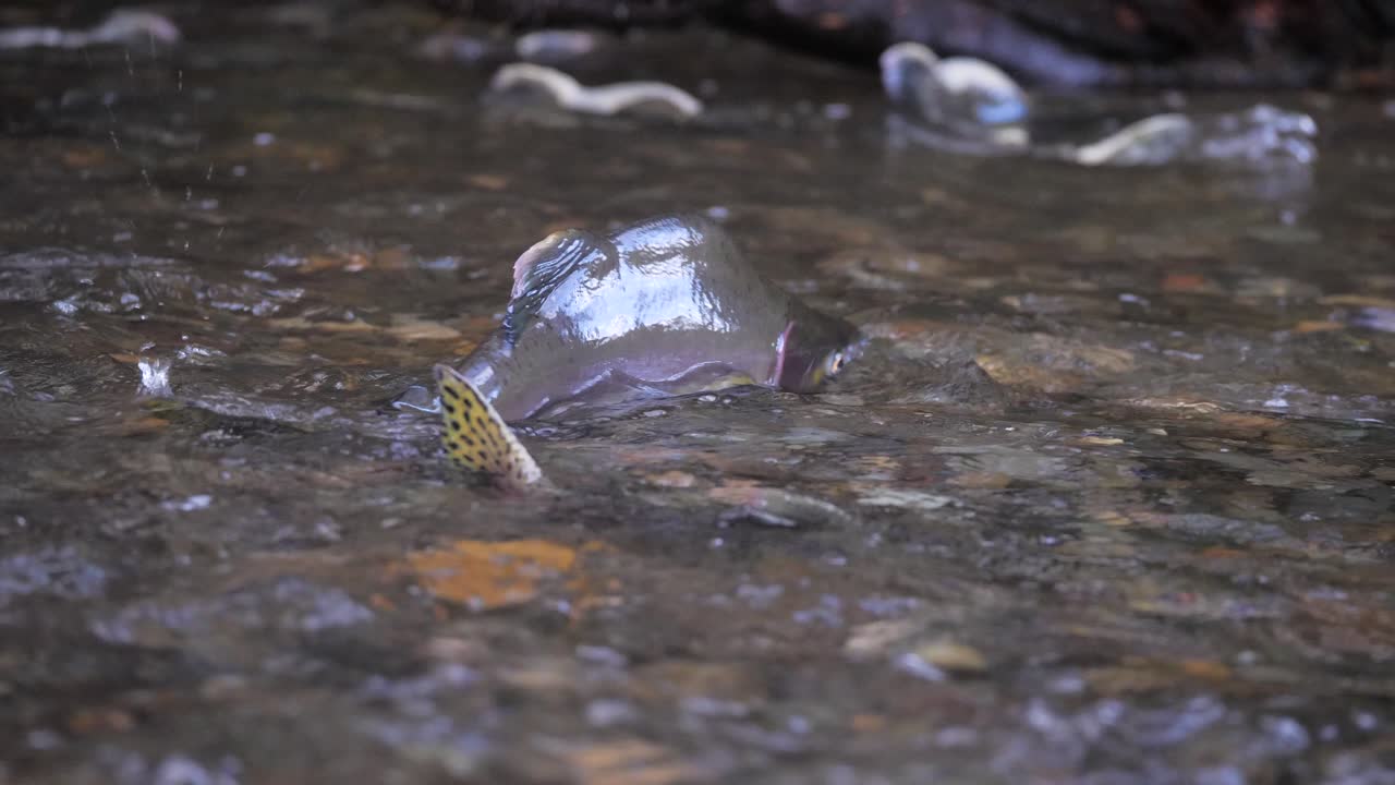 브리티시 컬럼비아에서 산란하는 연어의 슬로우 모션 미디엄 샷
