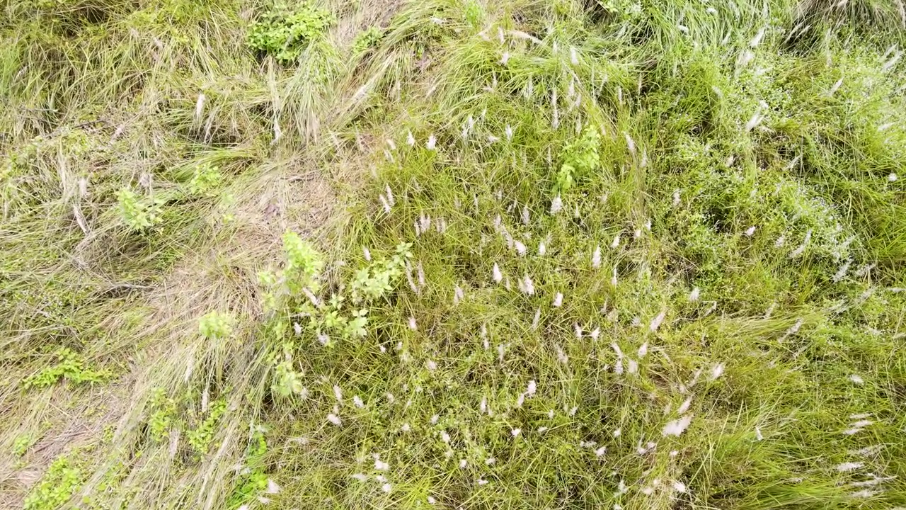 Erba kans selvatica e fiori di kashful ondeggiano al vento su un verde pendio in Asia meridionale, visti dall'alto.