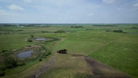 A-Slow-Motion-Orbit-of-a-Large-Herd-Group-of-Milk-Dairy-Farm-Animals-Cows-Cattle-Bovine-Bull-Livestock-Feeding-on-the-Agricultural-Canadian-Prairie-Tame-Pasture-in-Manitoba