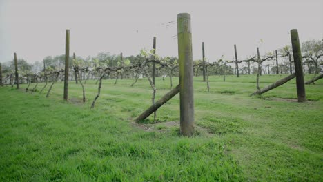 Kippen-Sie-Den-Schuss-Einer-Weinkellerei-Nach-Oben