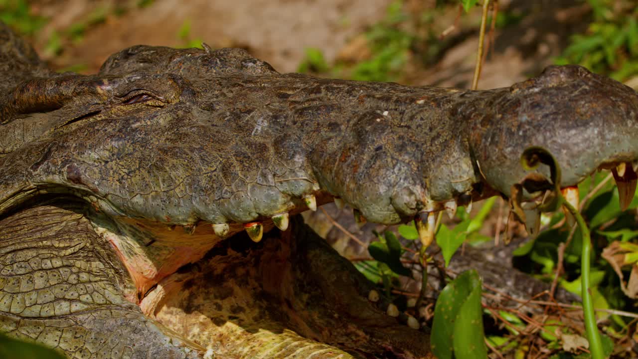 Close view of Nile crocodile, Crocodylus niloticus, lying on the Nile Riverbank in Uganda with mouth open and eyes half-closed, showing teeth and textured skin under sunlight, slow motion shot.