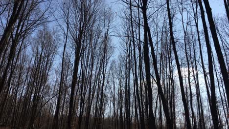 Walking-on-a-forest-road,-early-spring-season