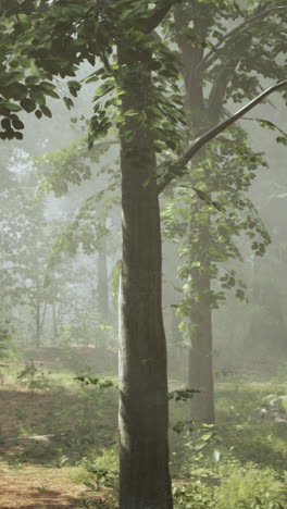 forest path with fog and sunlight