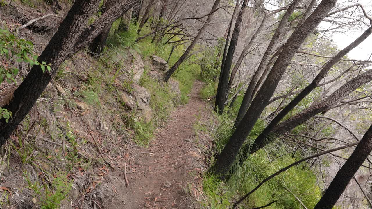 Handheld Footage of burnt leaning trees along the Dave's Creek Circuit walk in Lamington National Park, Gold Coast Hinterland, Australia