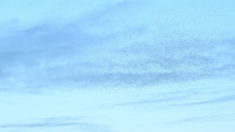 starling birds murmuration in the sky during sunset at the end of a winter day. huge groups of starlings (sturnidae) in the sky that move in shape-shifting clouds before the night.