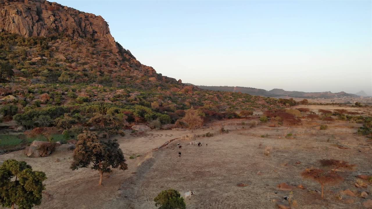 Deserto dell'Etiopia, campi di montagna e mucche, riprese aeree.