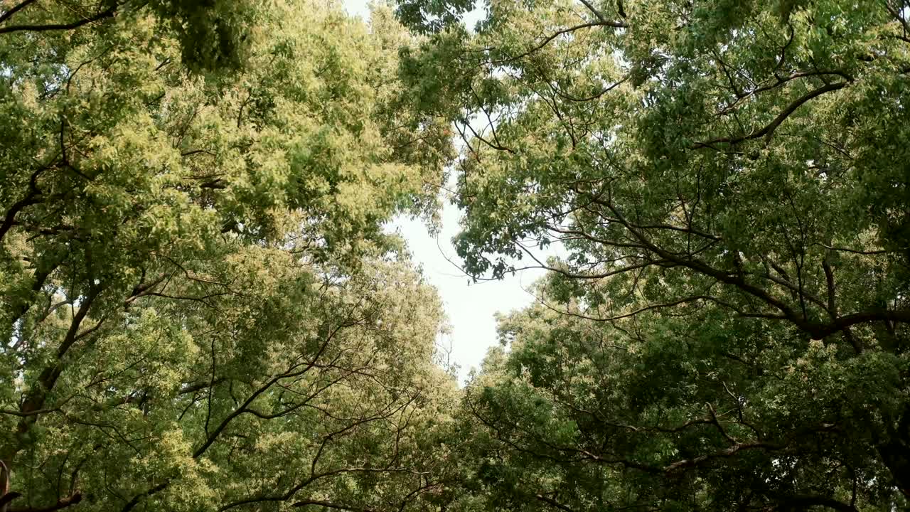 A close-up view of vibrant trees and leaves fills the frame, showcasing Taiwan’s rich, lush greenery. Taiwan’s forests and parks, perfect for outdoor, nature, and wellness content.