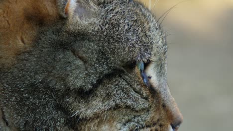 primer plano de la cabeza de un gato atigrado mirando hacia otro lado de la cámara y luego mira de lado a algo que llama su atención