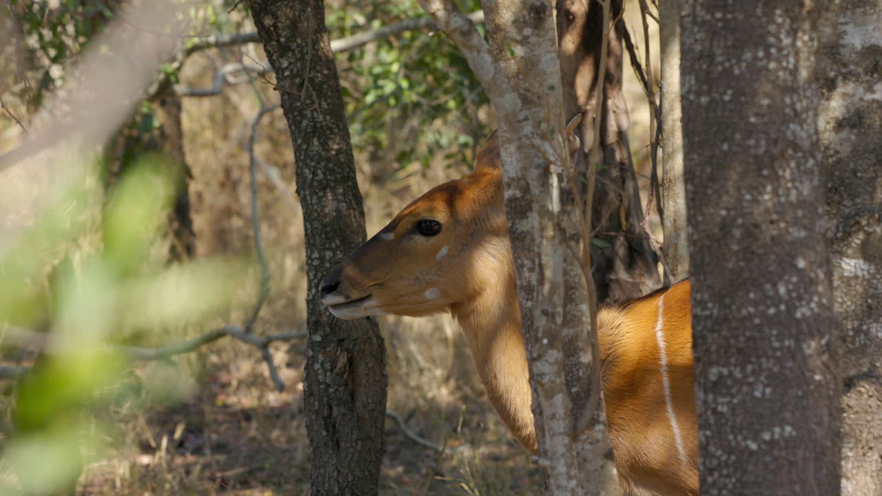 nyala hembra, un ciervo africano, rumiando detrás de los árboles de la jungla en el parque nacional kruger, en sudáfrica