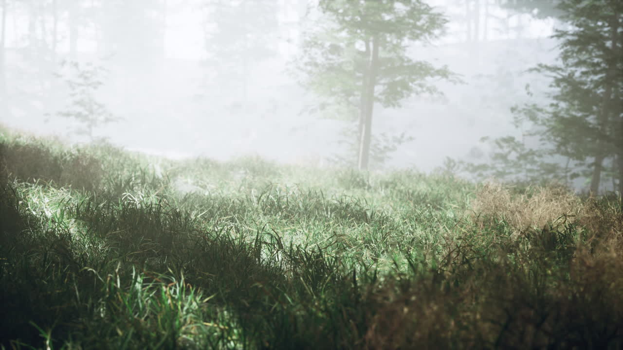 ⁇ 빛에 대항하여 숲에서 그늘을 가진 나무