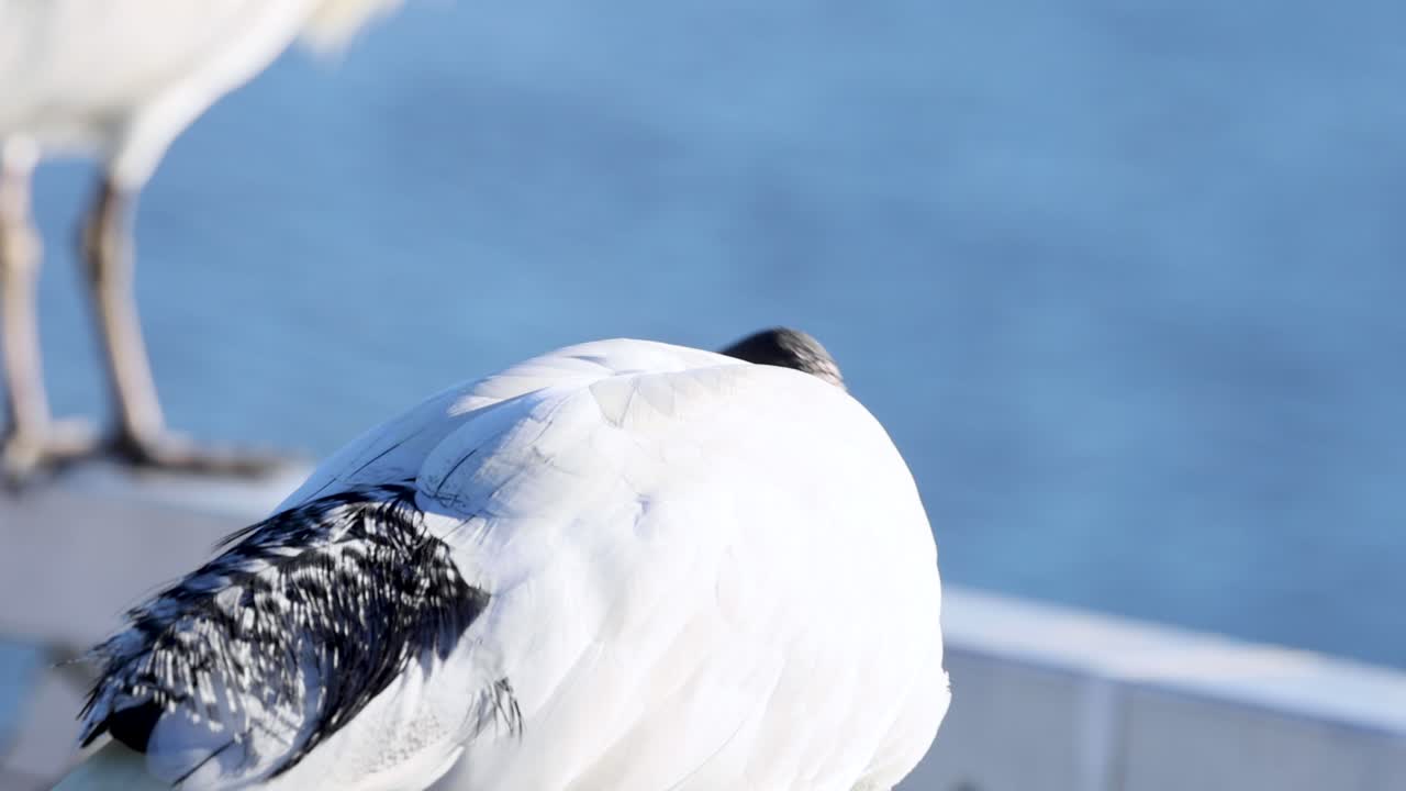운하  에 서 있는 이비스 새