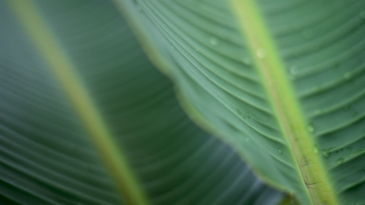 Close up of a green tropical leaf with visible veins and water droplets