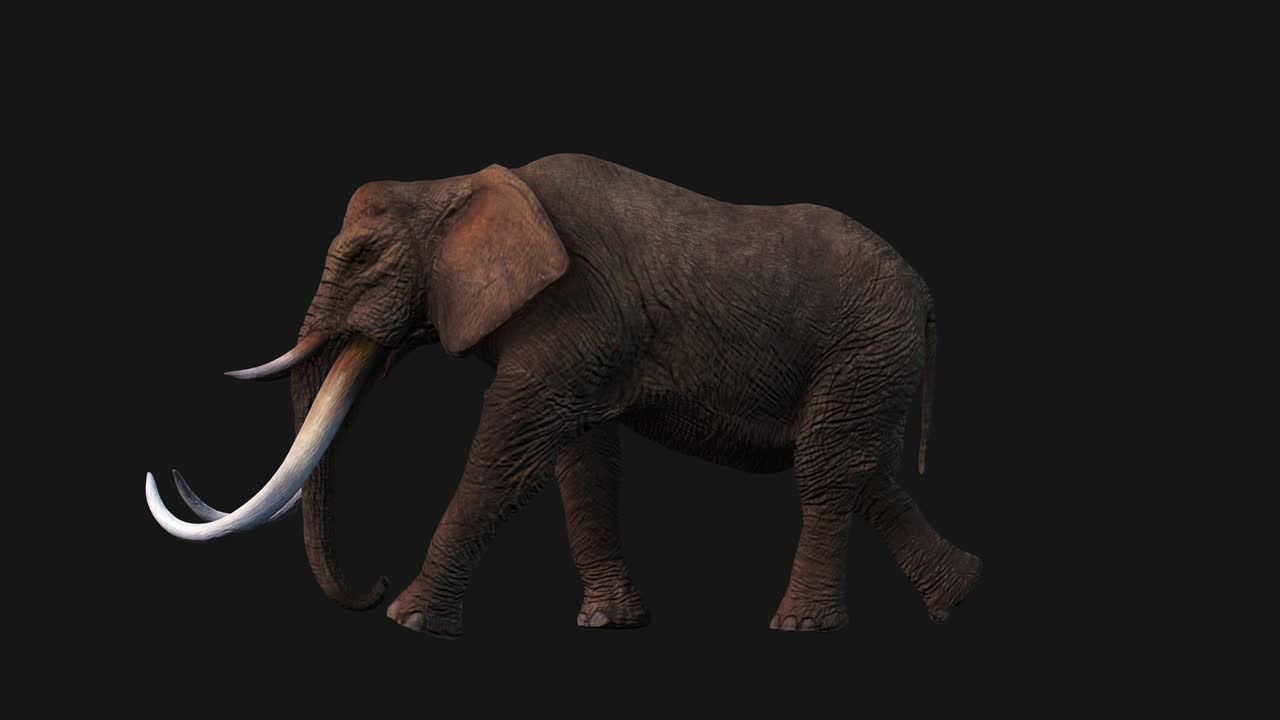 Elephant Walking, Side View Seamless Loop