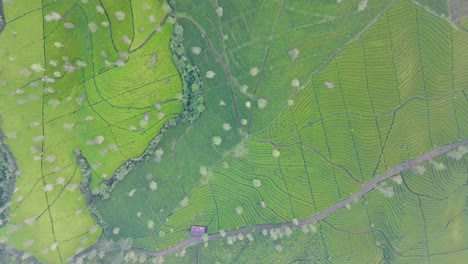 aerial high altitude : beautiful pattern of green tea plantation on the hill slide