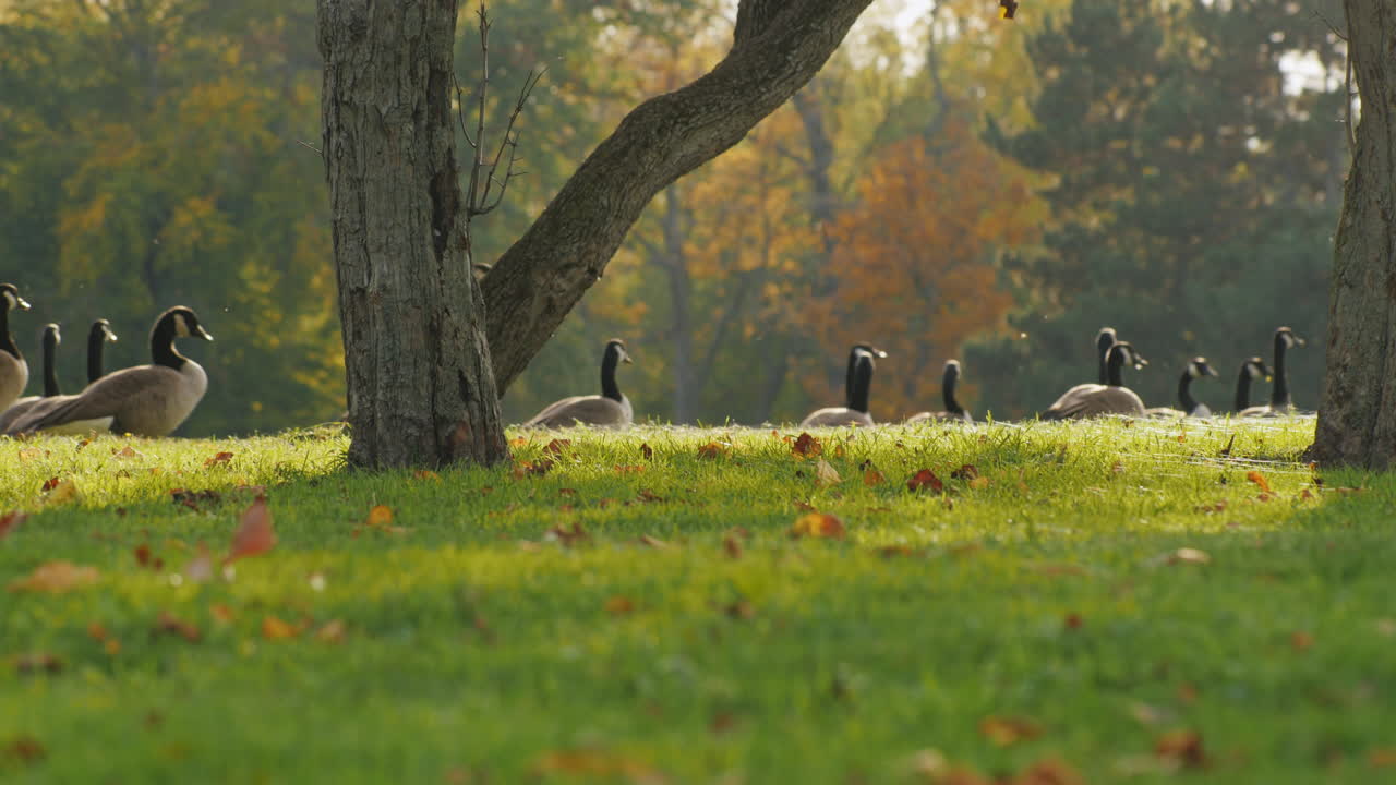 una bandada de gansos camina en un prado verde al atardecer