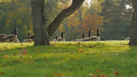 Ein-Schwarm-Gänse-Läuft-Bei-Sonnenuntergang-Auf-Einer-Grünen-Wiese