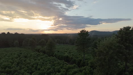 extensive yerba mate plantation in misiones, argentina, a plant used for a traditional south american drink
