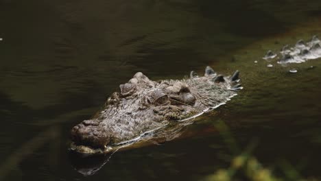 a crocodile swims calmly in a river