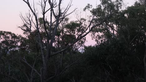 sunset views of the australian bush with eucalyptus trees in the wind