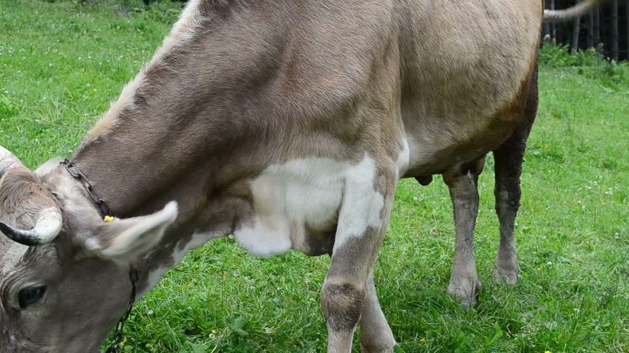 Mucche in montagna su una radura. Animali in estate.