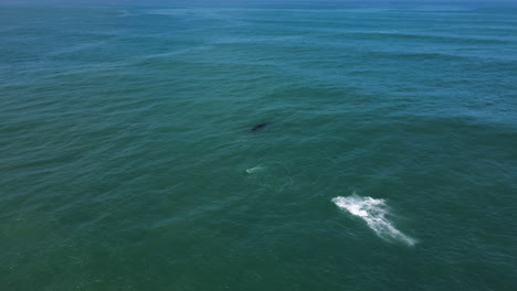 Jubilosa-Cría-De-Ballena-Atigrada-Se-Rompe-Y-Hace-Un-Gran-Chapoteo-En-El-Agua