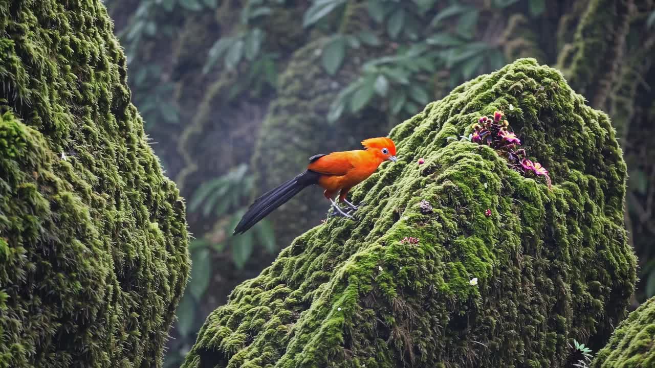 Orange Bird on Mossy Rock in Rainforest