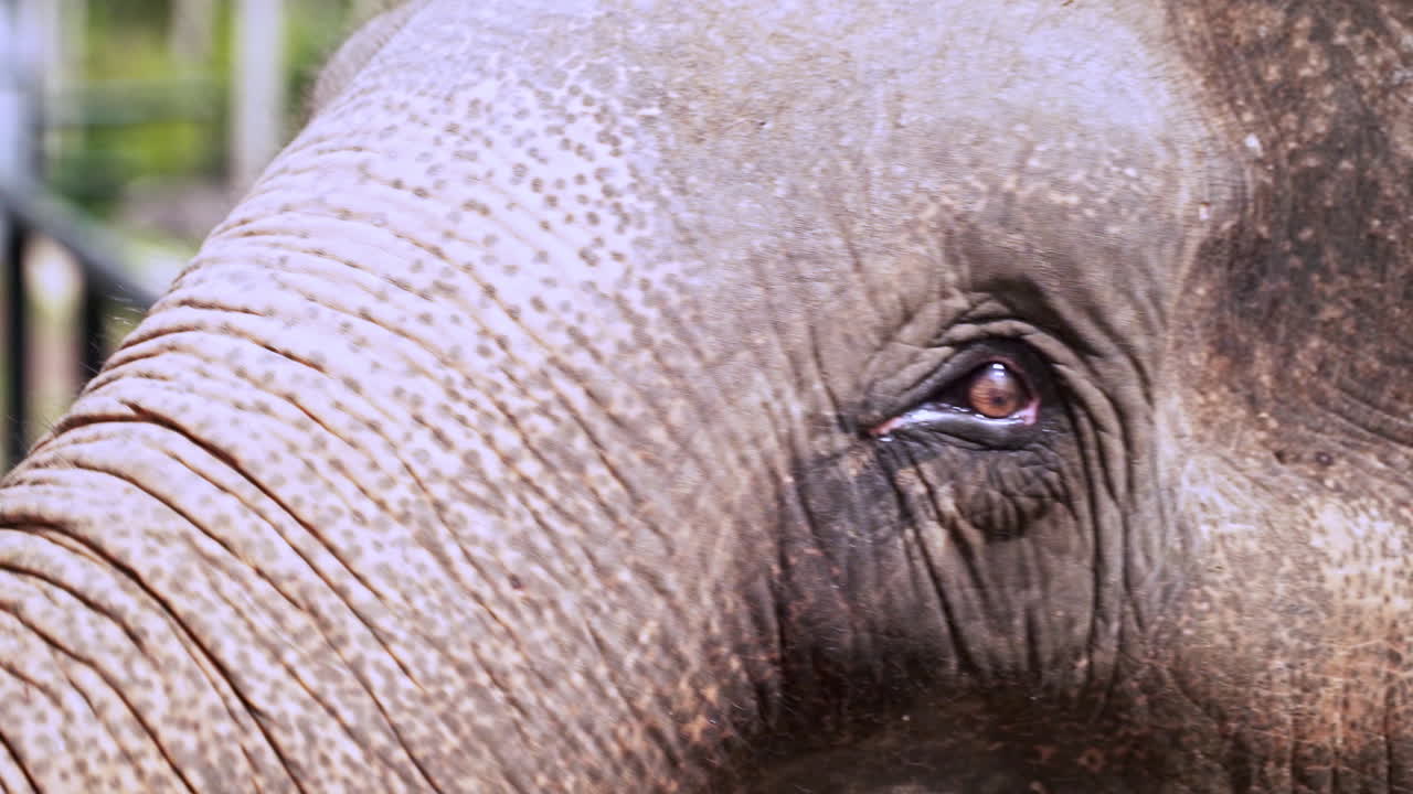 y el ojo y la oreja de un elefante asiático con la piel gris arrugada girando la cabeza