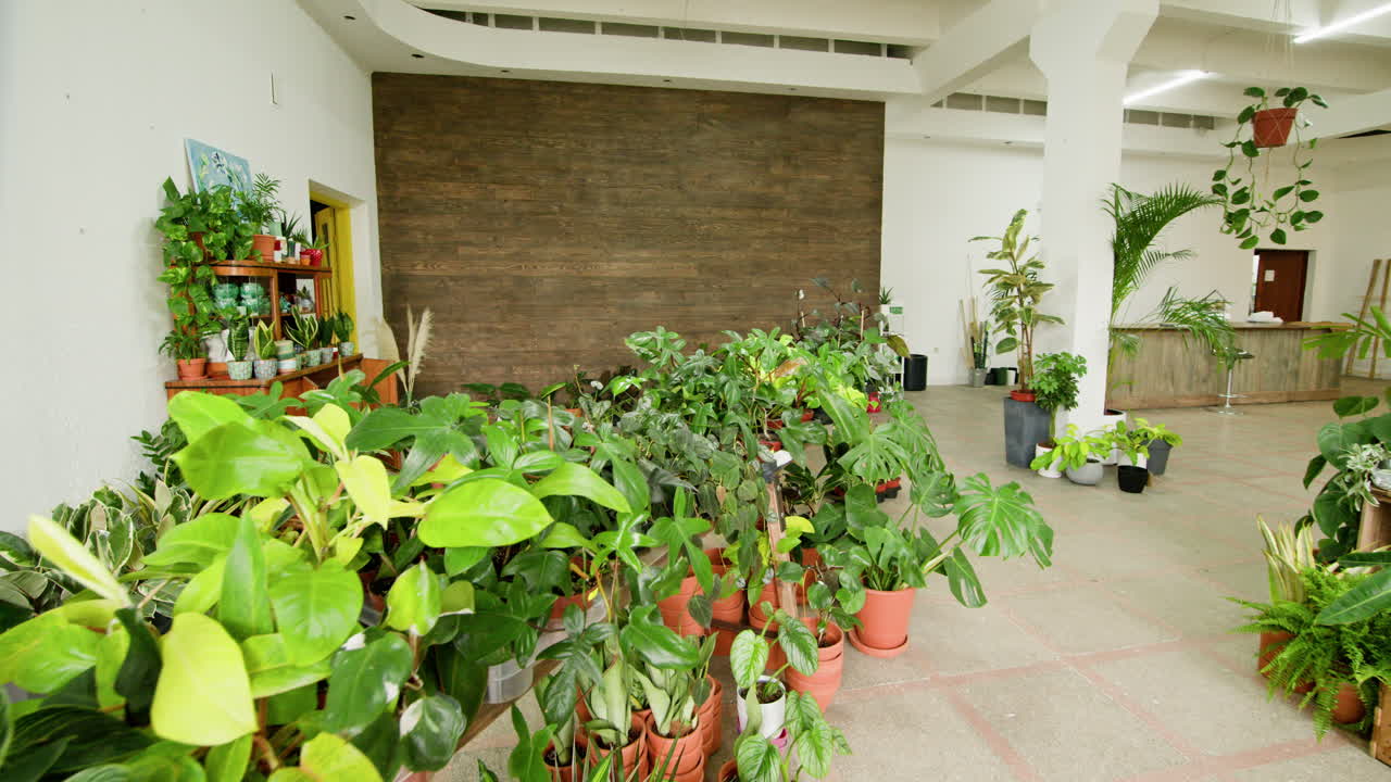 interior de la tienda de plantas con varias plantas de interior