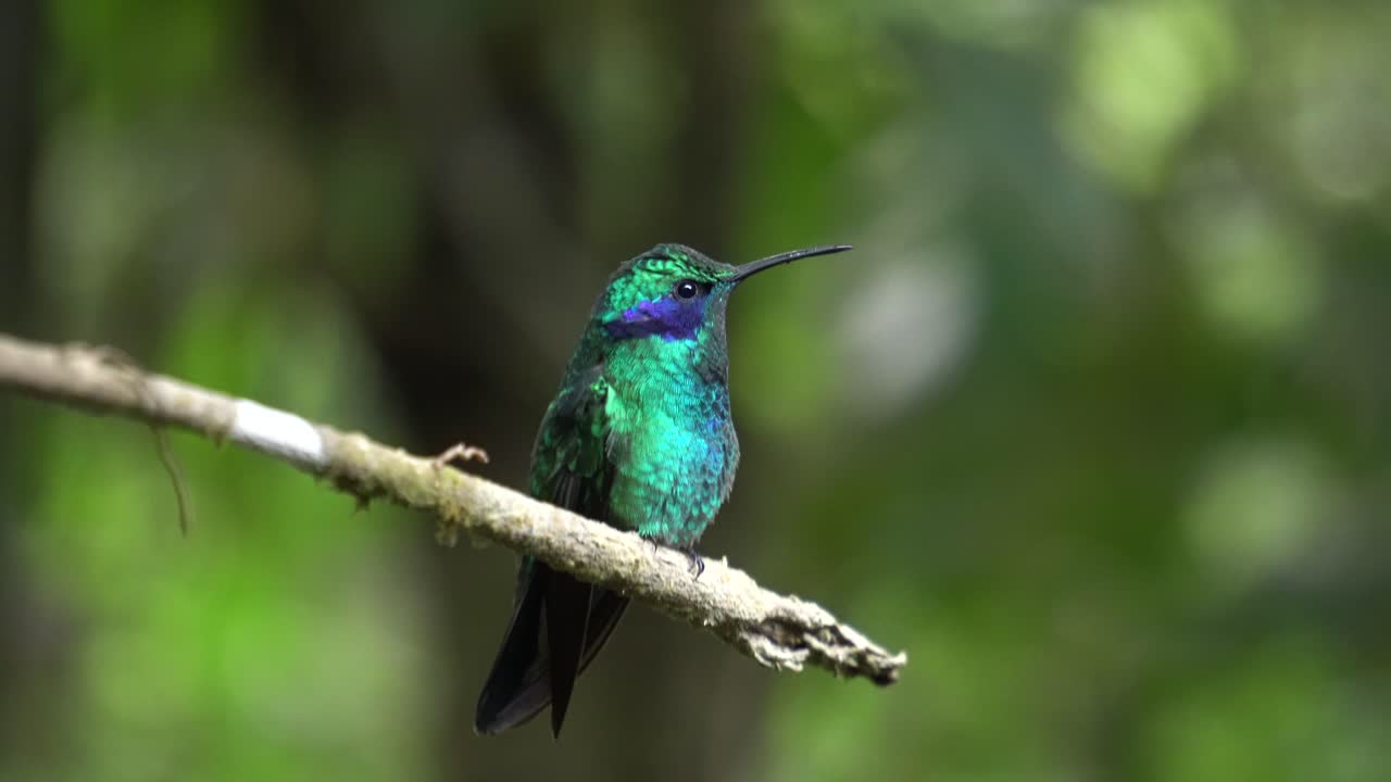 un pequeño y lindo pájaro colibri posado en una rama