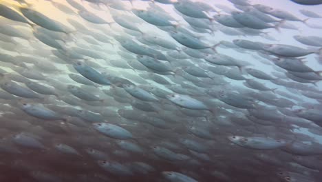 bait ball : school of fish in turquoise water of pacific ocean in hawaii, big island