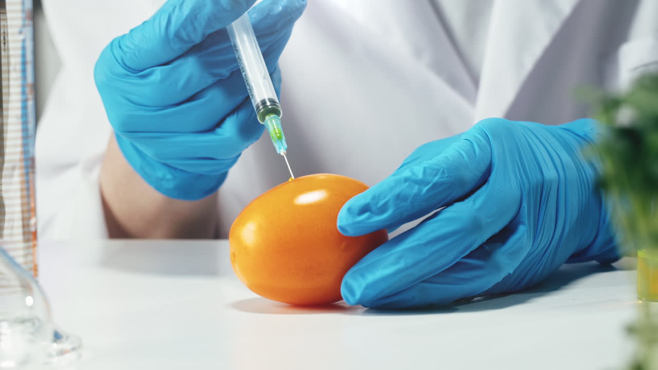 Scientist injecting orange tomato
