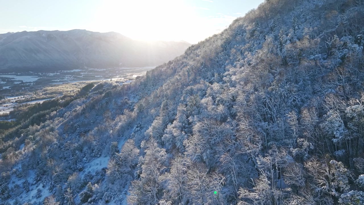 朝、雪に覆われた森の上空を飛行する。山岳風景。