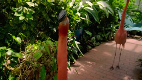 medium shot of two confused flamingos turning their heads quickly