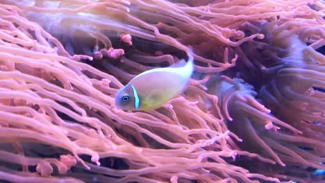 orange and black clown fishes, anemone fish at underwater, in slowmo