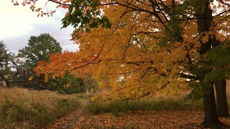 Gust-of-wind-blows-through-beautiful-golden-maple-tree