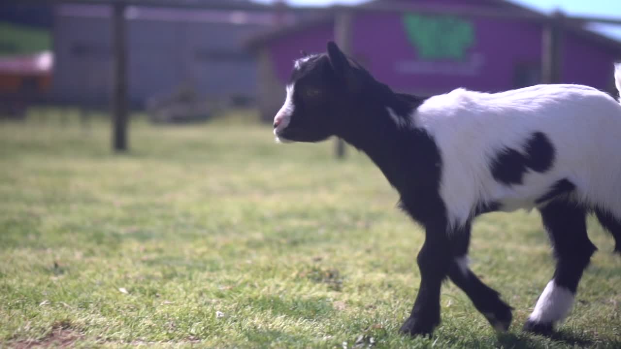 A half-white, half-black baby goat walks happily from right to left in the video. Farm animal